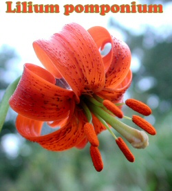 Lilium pomponium